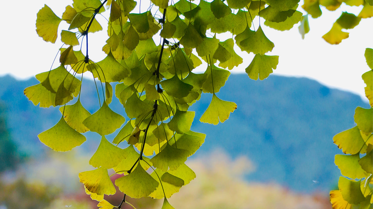 MIHI Crinière de lion + extraits de Ginkgo biloba 30 unités